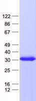 Human YAE1D1 Protein (Recombinant His, N-Terminal)
