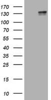 c-Kit / CD117 Antibody (clone OTI2E3)