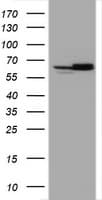 HSPD1 / HSP60 Antibody (clone OTI6F11, Carrier-free)