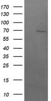 Monoclonal Mouse anti-Human BTRCP / BETA-TRCP Antibody (clone OTI2H2, IF, WB)