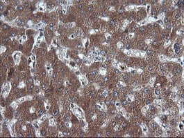 DDX58 / RIG-1 / RIG-I Antibody (clone OTI6C1, Carrier-free)