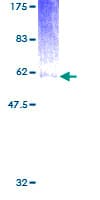 Human LAIR1 / CD305 Protein (Recombinant GST)