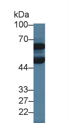 DBR1 Antibody (aa243-372)