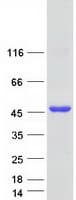 Human METTL2B Protein (Recombinant Myc-DDK (Flag))
