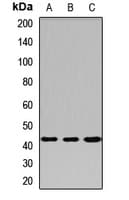 PRMT6 Antibody