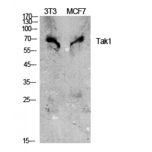 MAP3K7 / TAK1 Antibody (130-210 aa)
