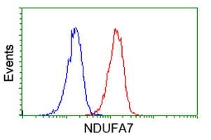 Monoclonal Mouse anti-Human NDUFA7 Antibody (clone OTI2C3, IHC, WB)
