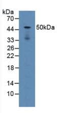 LAMP2 / CD107b Antibody (aa295-410, APC)