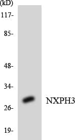 NXPH3 / Neurexophilin 3 Antibody (aa141-190)