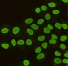 Monoclonal Mouse anti-Human TRIM28 / KAP1 Antibody (IHC, WB)