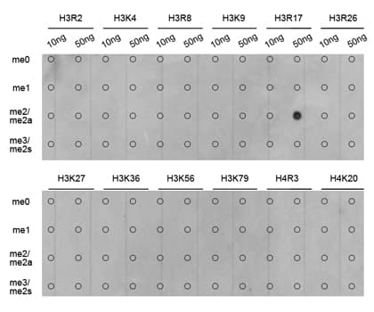 Histone H3 Antibody (Asym-Di-Methyl-Arg17)
