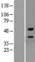 RGMA Protein (Over-Expression Lysate Myc-DDK (Flag))