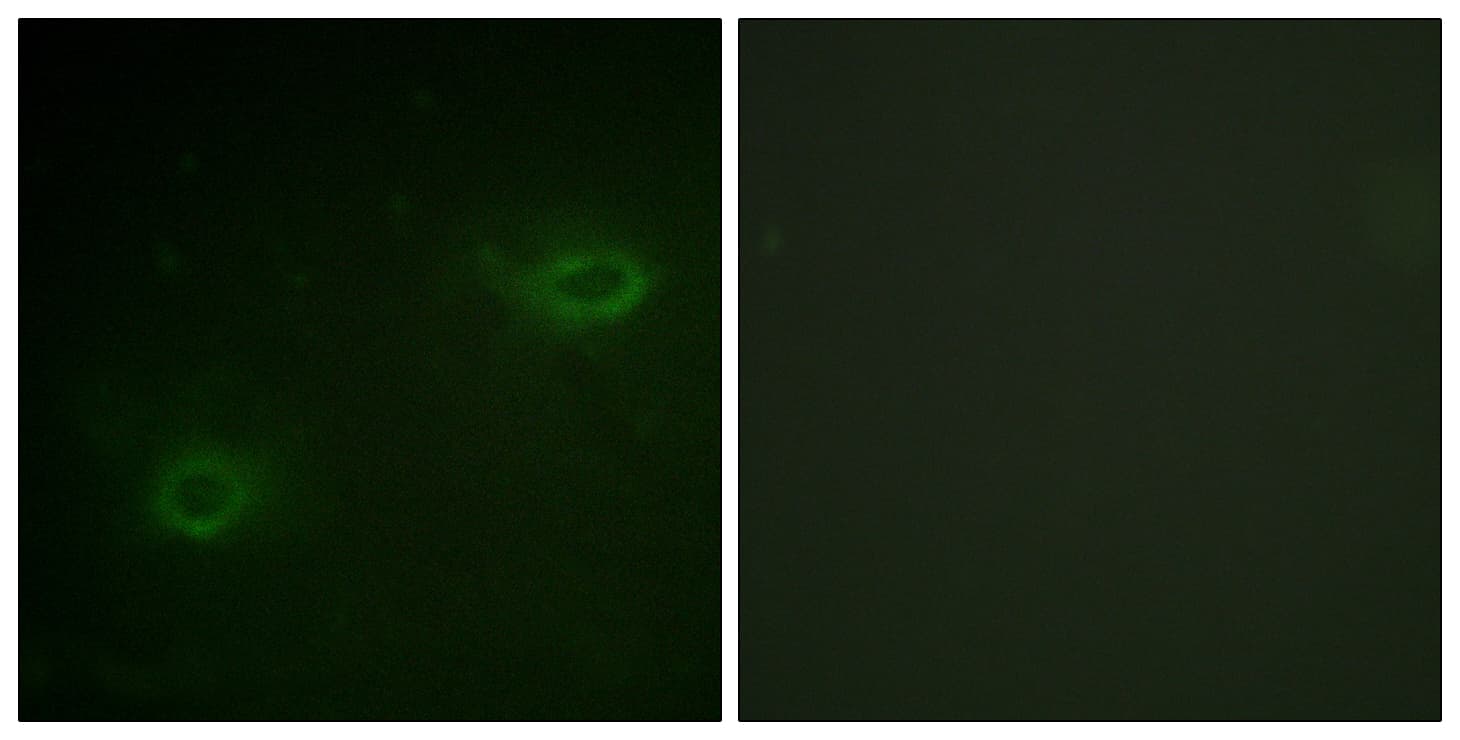 SDC4 / Syndecan 4 Antibody (aa145-194)