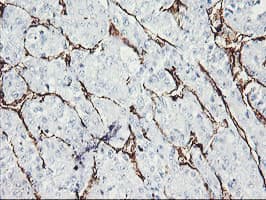 PECAM-1 / CD31 Antibody (clone OTI1G6)