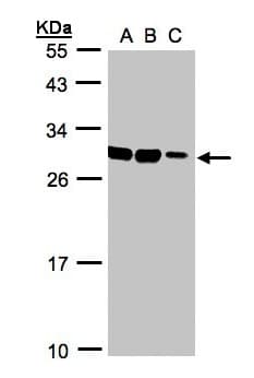 ASB9 Antibody (aa1-283)