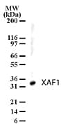 XAF1 Antibody (aa201-218)