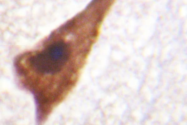 Polyclonal Rabbit anti-Human C5AR1 / CD88 / C5a Receptor Antibody (Ser334, IHC, IF, WB)