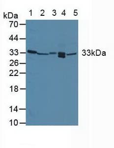GADD45A / GADD45 Antibody (aa1-165)