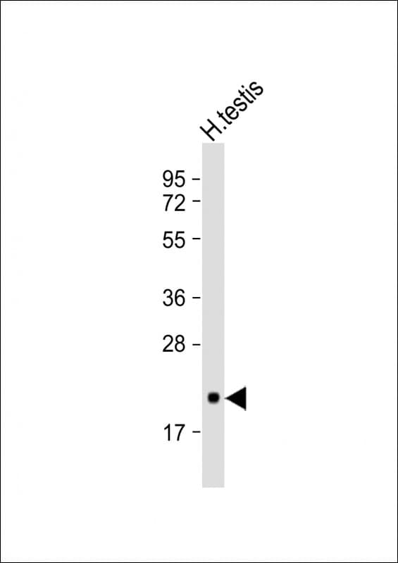 CD81 Antibody (clone 1668CT146.84.1)