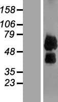 ILT3 / LILRB4 Protein (Over-Expression Lysate Myc-DDK (Flag))