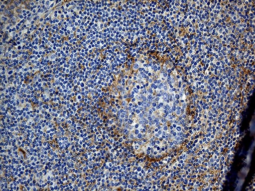 Monoclonal Mouse anti-Human GNA14 Antibody (clone OTI3E8, aa31-348, IHC, WB)