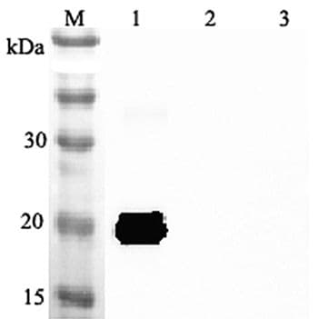 Polyclonal Rabbit anti-Mouse IL-33 Antibody (WB)