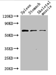 Polymyxin resistance protein MCR-1 Antibody