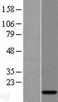 C15orf40 Protein (Over-Expression Lysate Myc-DDK (Flag))