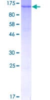 Human XAB2 Protein (Recombinant GST)