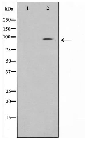 CLOCK Antibody