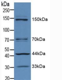IRS1 Antibody (aa837-1089, PE)