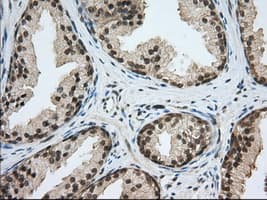 PDE4A / PDE4 Antibody (clone OTI8B7, Carrier-free)