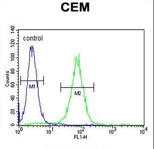 Polyclonal Rabbit anti-Human FOLH1B Antibody (aa395-423, WB)