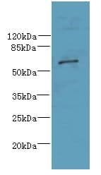 CWF19L1 Antibody