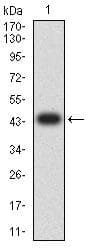 Monoclonal Mouse anti-Human PTPRU Antibody (clone 1A6E5, WB)