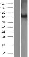 ALS2CR11 Protein (Over-Expression Lysate Myc-DDK (Flag))