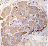 HSPB1 / HSP27 Antibody (Ser82)