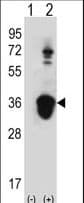 Polyclonal Rabbit anti-Human U2AF1 Antibody (aa55-83, IHC, WB)