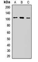 ADGRE5 / CD97 Antibody