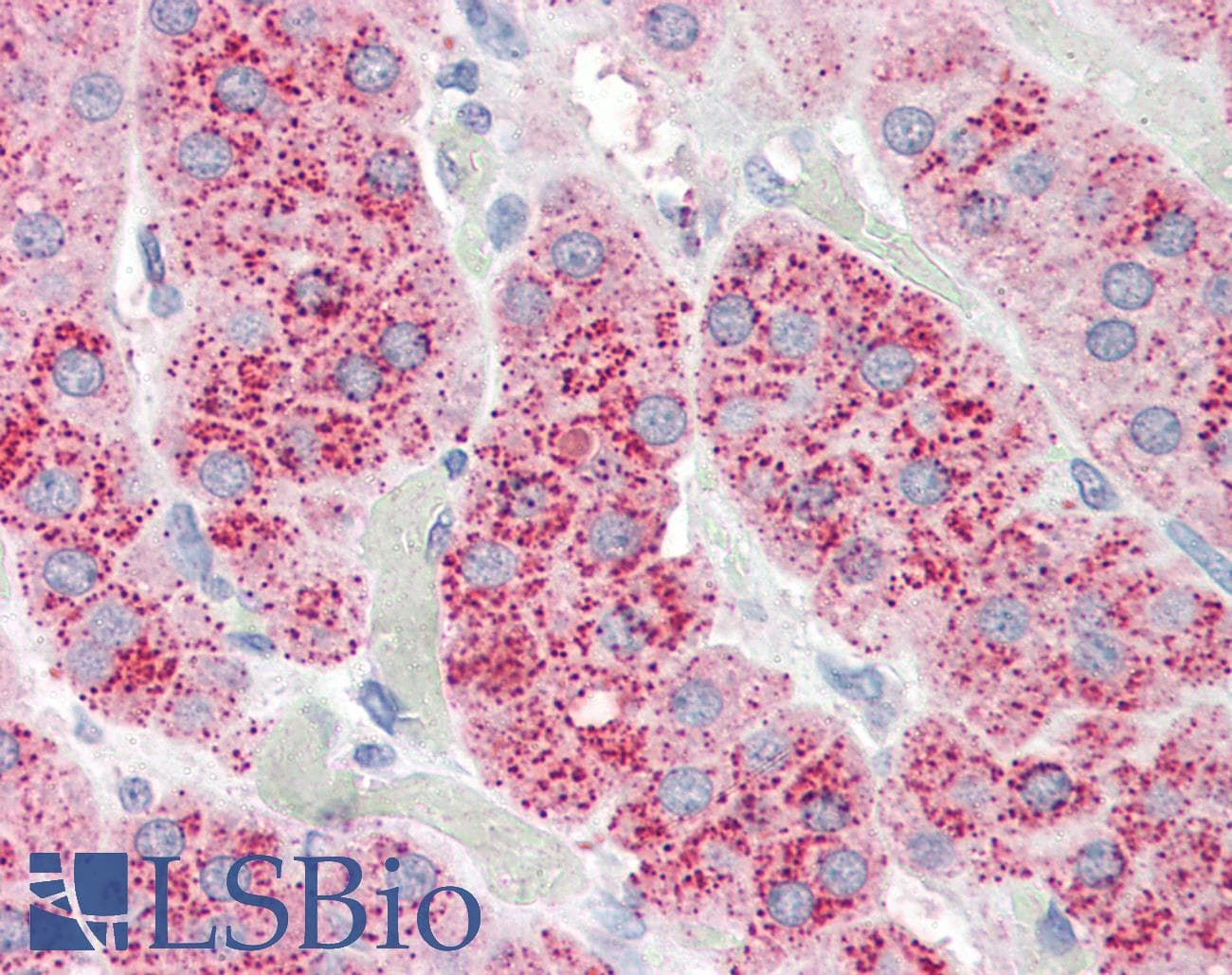 IHC-plus™ WNT3 Antibody (aa315-329)