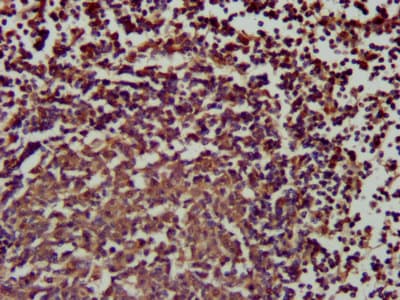 SLAMF6 / NTBA Antibody