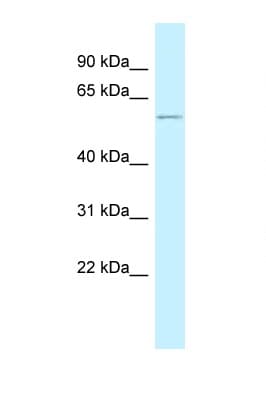 PEPD / PROLIDASE Antibody (aa231-280)