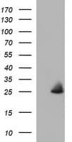 EMC8 / COX4NB Antibody (clone OTI4F3)