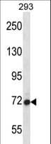 AGAP4 Antibody (aa514-542)