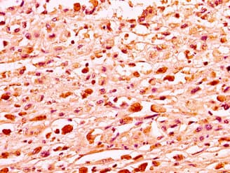 H1F0 Antibody