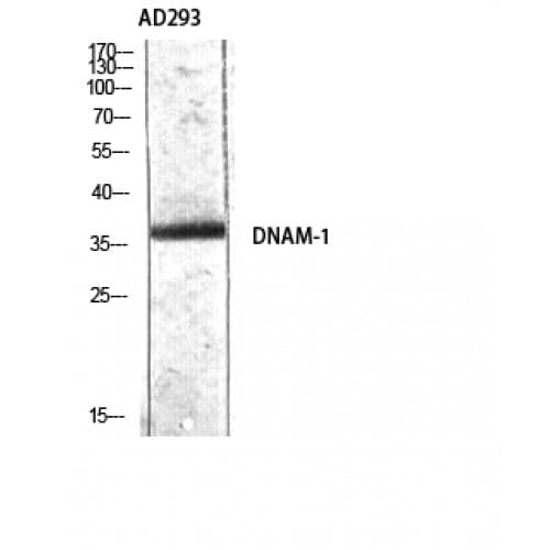 DNAM-1 / CD226 Antibody (270-350 aa)