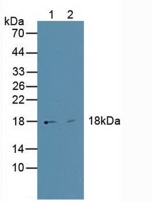 HMGIY / HMGA1 Antibody (aa3-107, APC)
