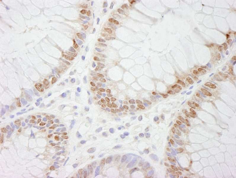 CDX2 Antibody (aa275-C-term)