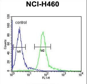 HIST1H1B Antibody (aa33-60)
