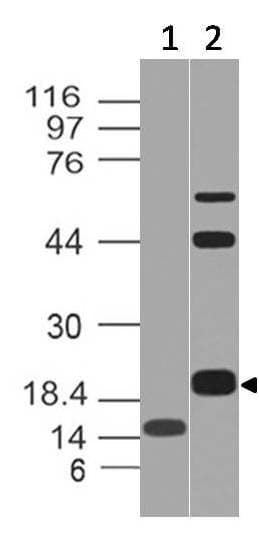 CD3E Antibody